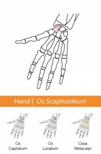 Skeletkwartet_Amstel Academie, Coen van Heycop ten Ham_9789024443345