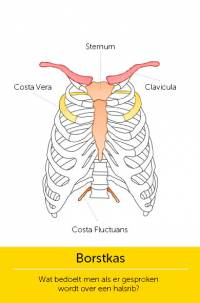 Skeletkwartet_Amstel Academie, Coen van Heycop ten Ham_9789024443345