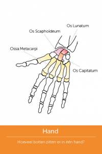 Skeletkwartet_Amstel Academie, Coen van Heycop ten Ham_9789024443345